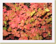 2005-10-24 18-11-12 Octobre 46,3mm 1_60_eme F3,2 * 2592 x 1944 * (2.62MB)